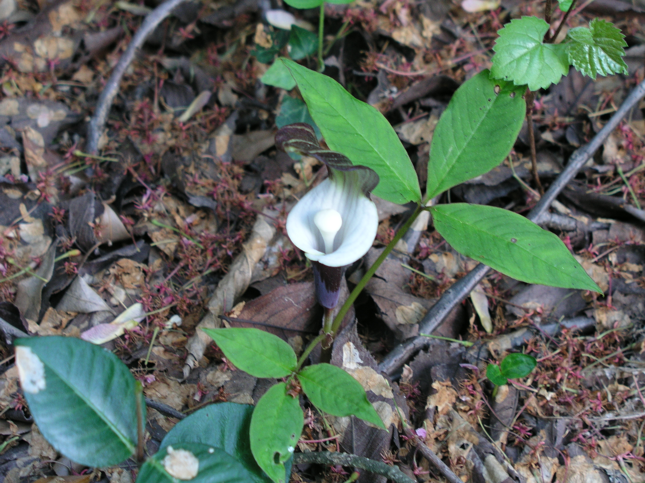Arisaema_sikokianum.JPG