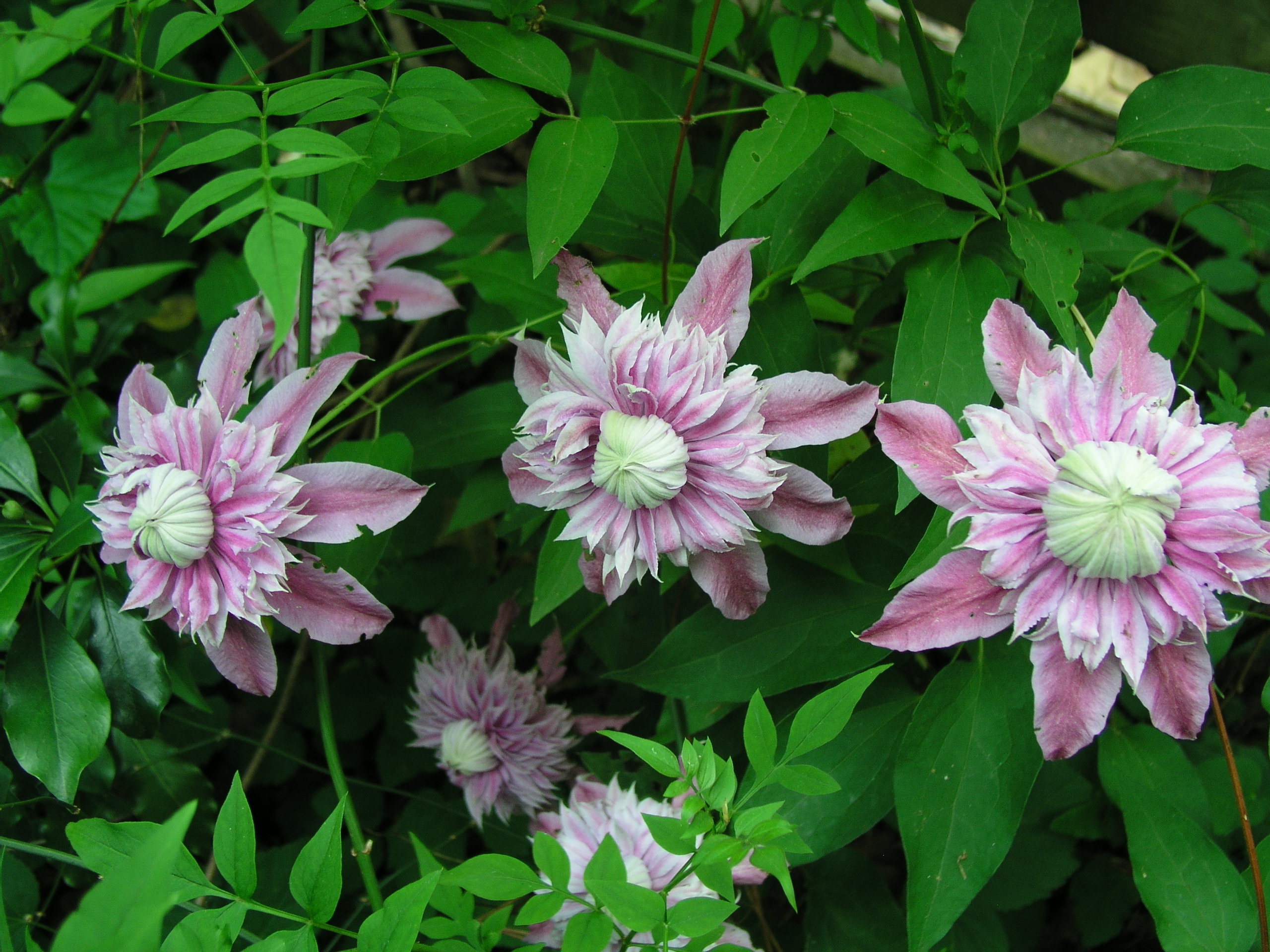 Clematis__Josephine_.JPG