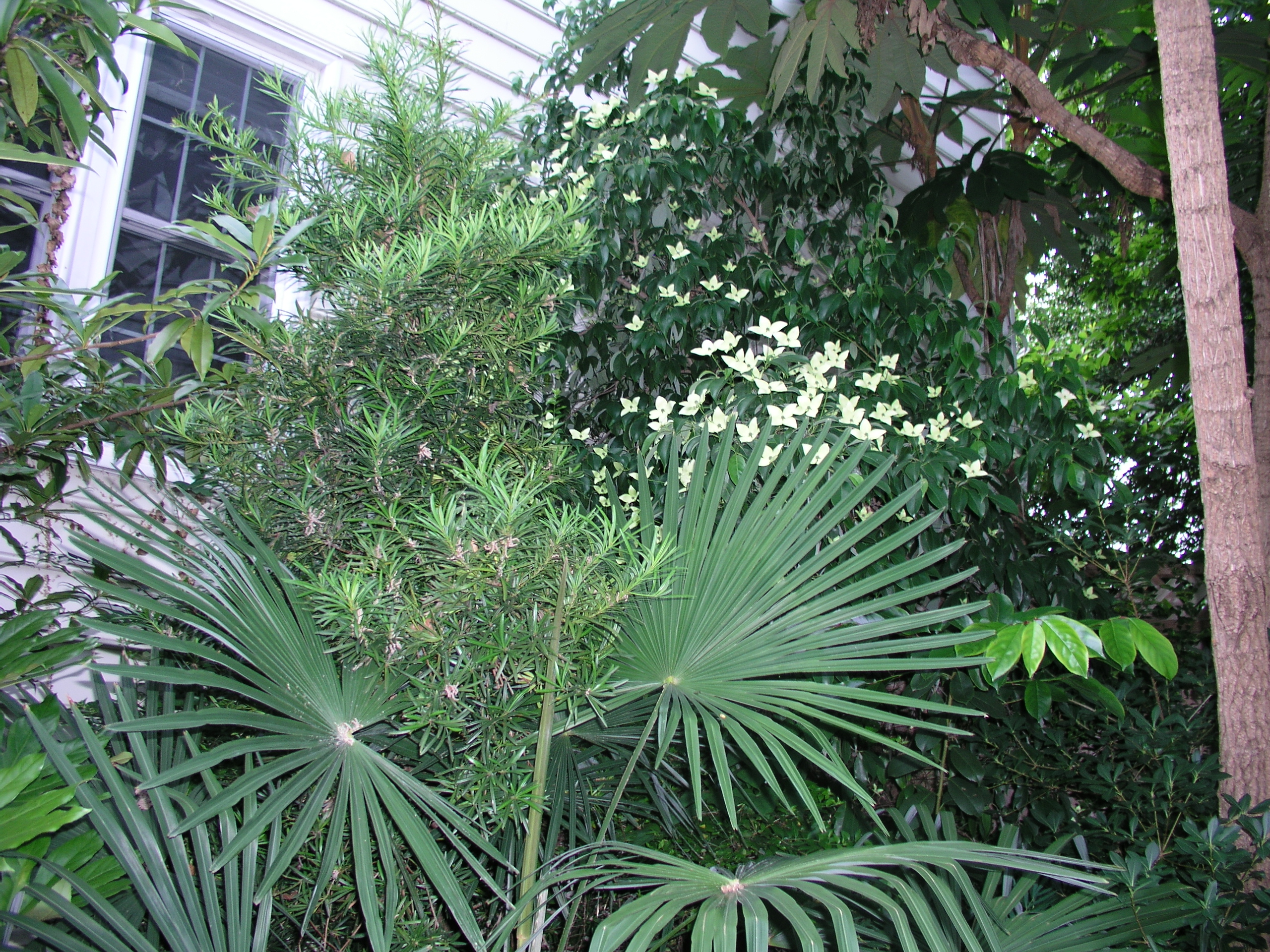 Cornus_angustata_and_companions.JPG