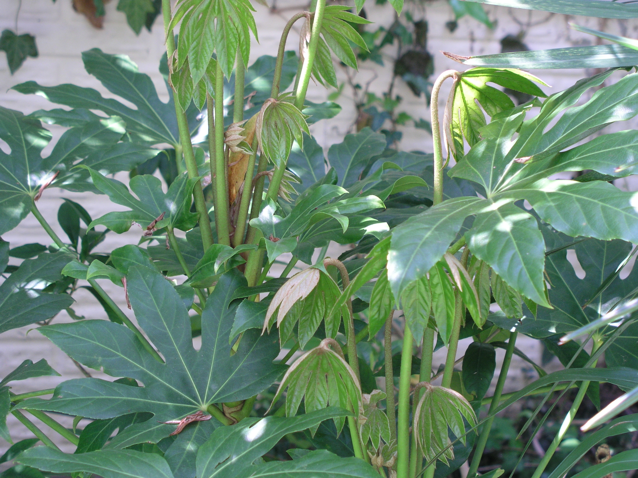 Fatsia_new_growth.JPG