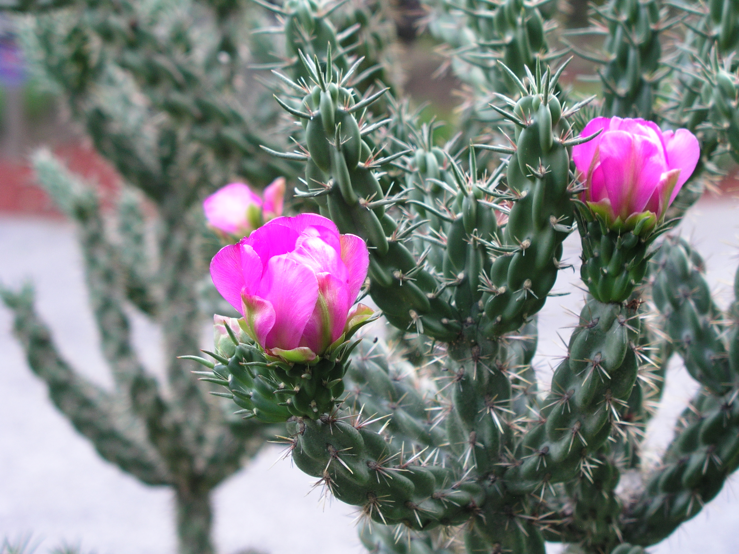 Opuntia_imbricata_bloom_closeup.JPG