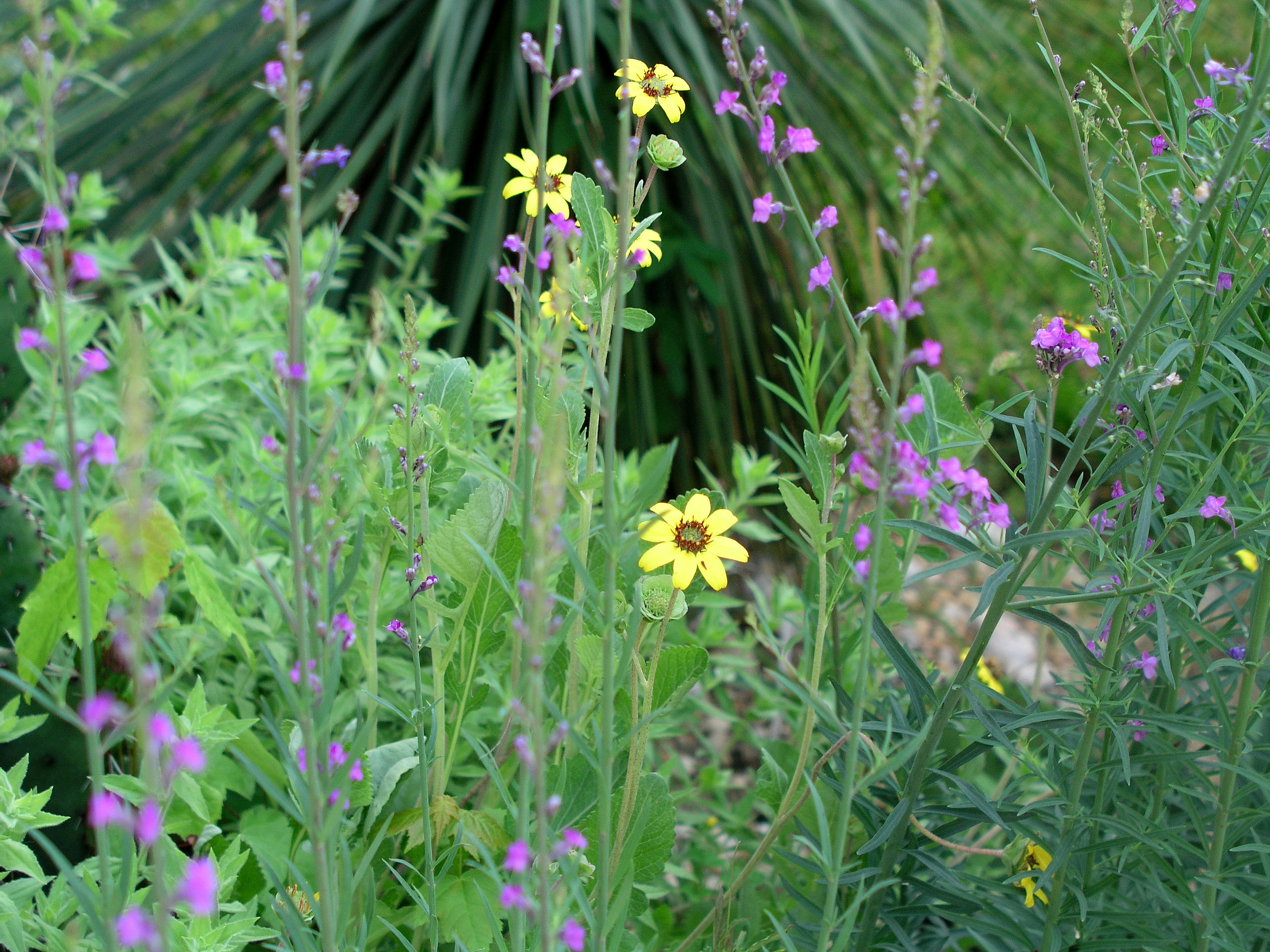 berlandierachocolateflowermay2005.jpg