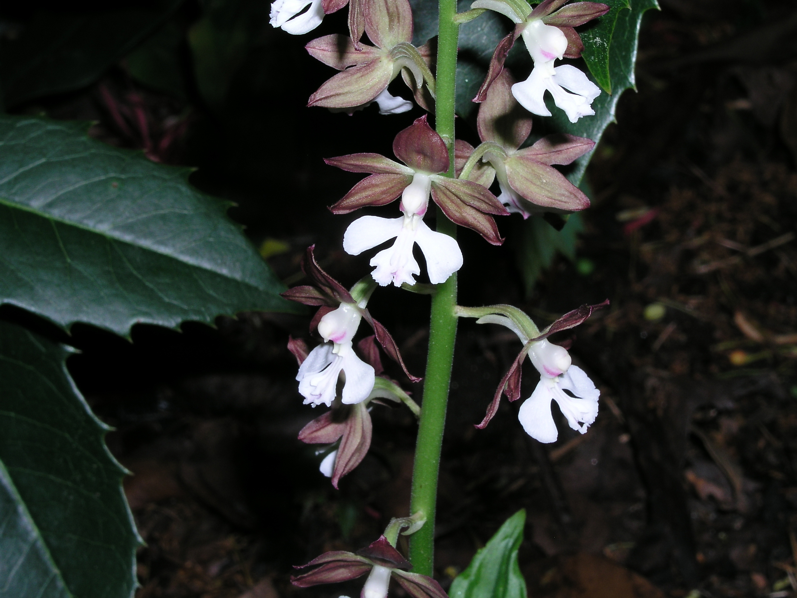 calanthe_discolor_spring_2010.jpg