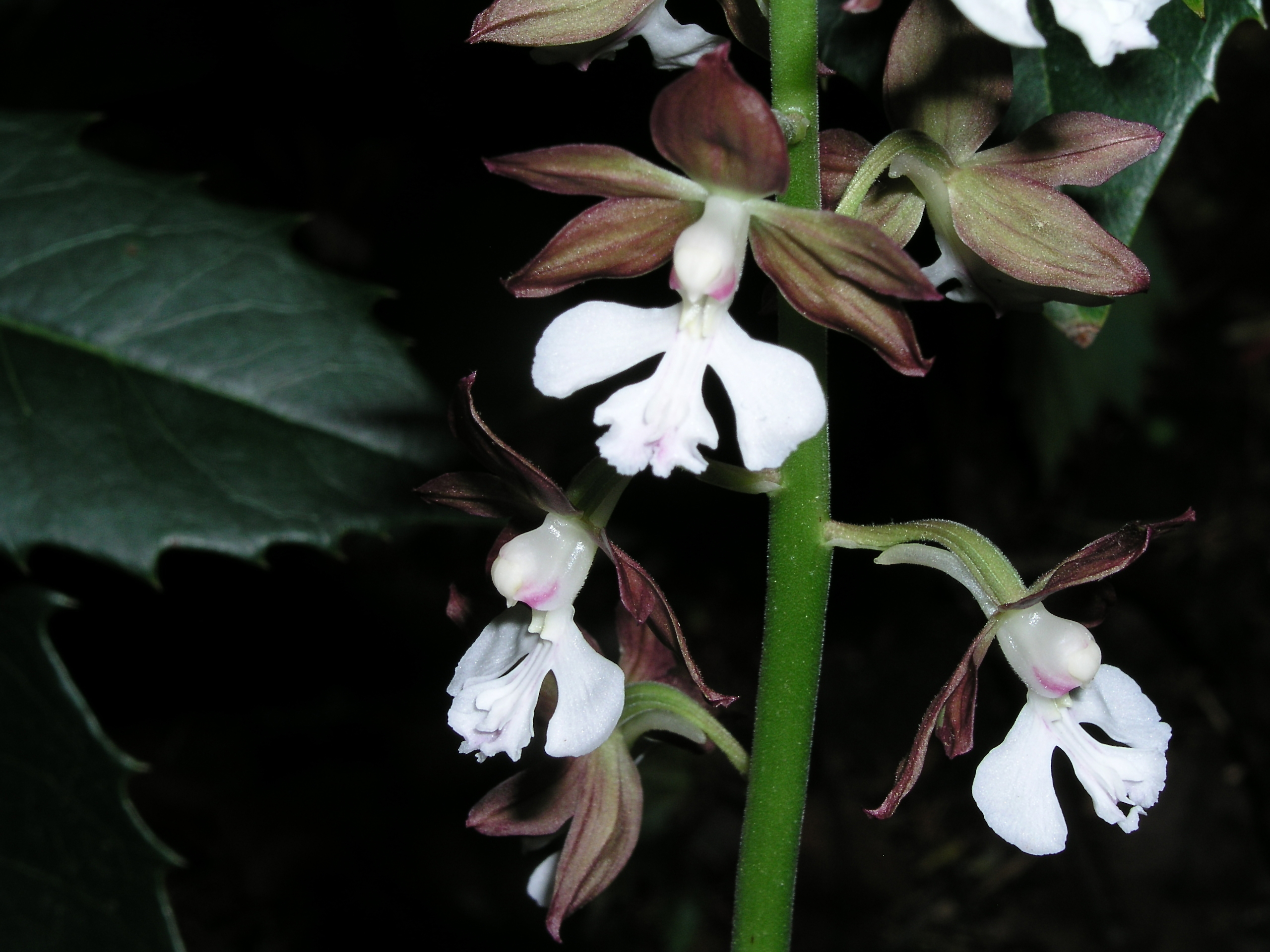 calanthe_discolor_spring_b_2010.jpg