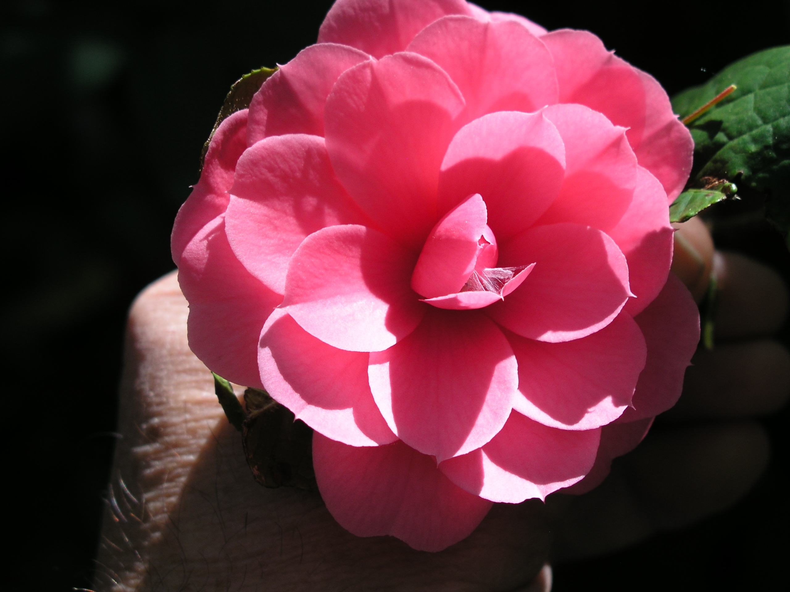 camellia_edithae_1st_bloom_2010_a.jpg