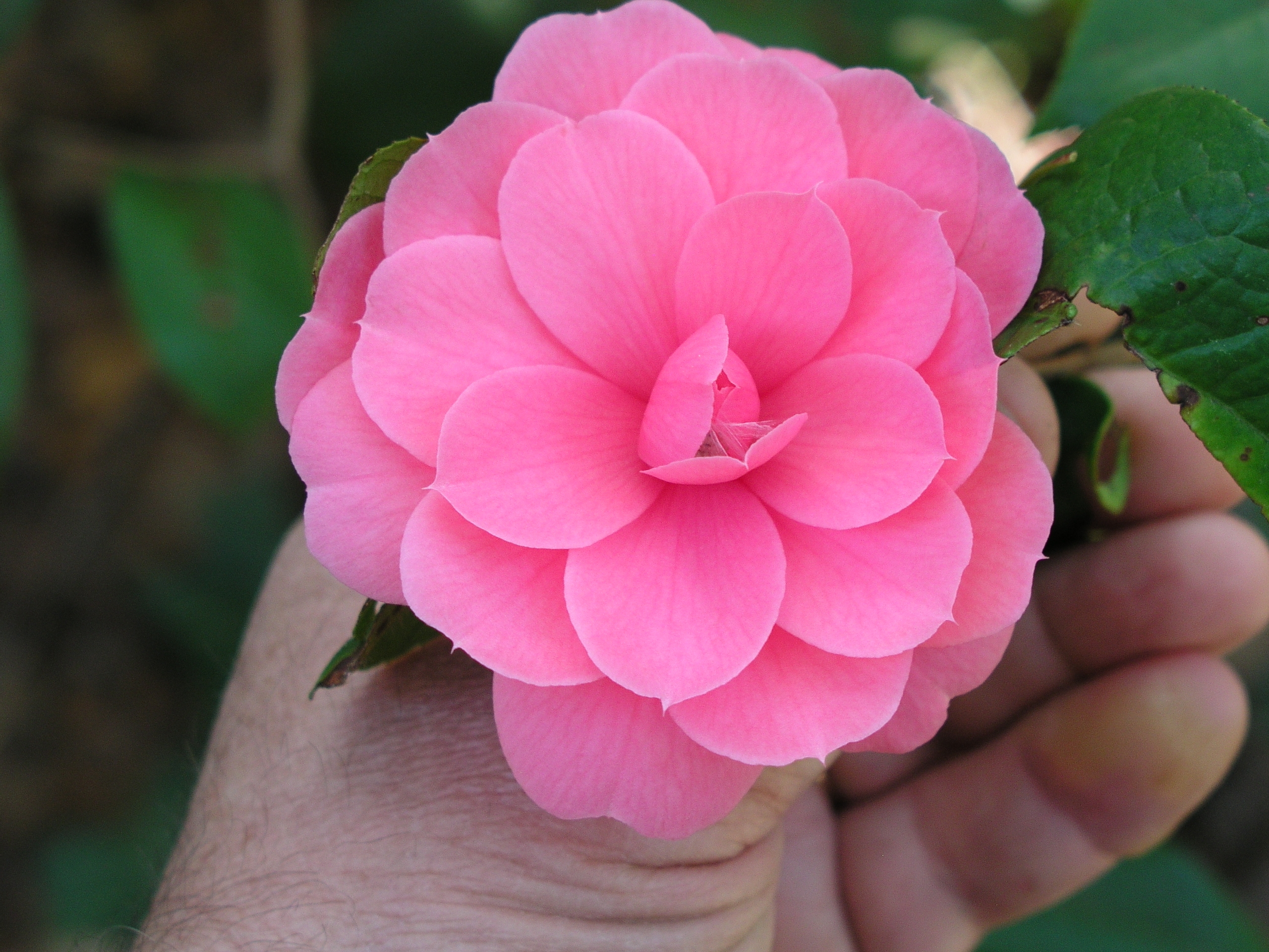 camellia_edithae_1st_bloom_2010_c.jpg