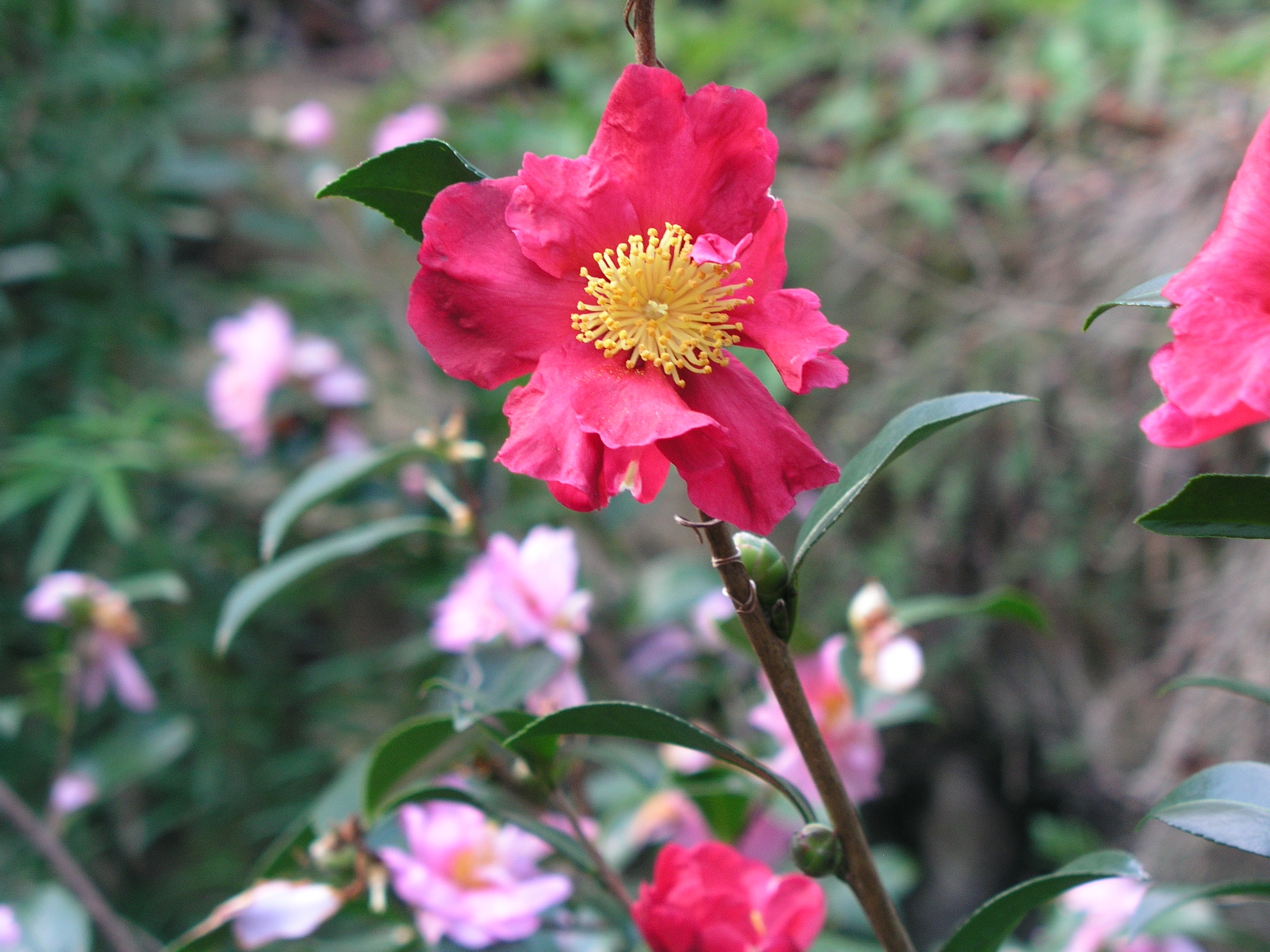 camellia_hiemalis_var.jpg