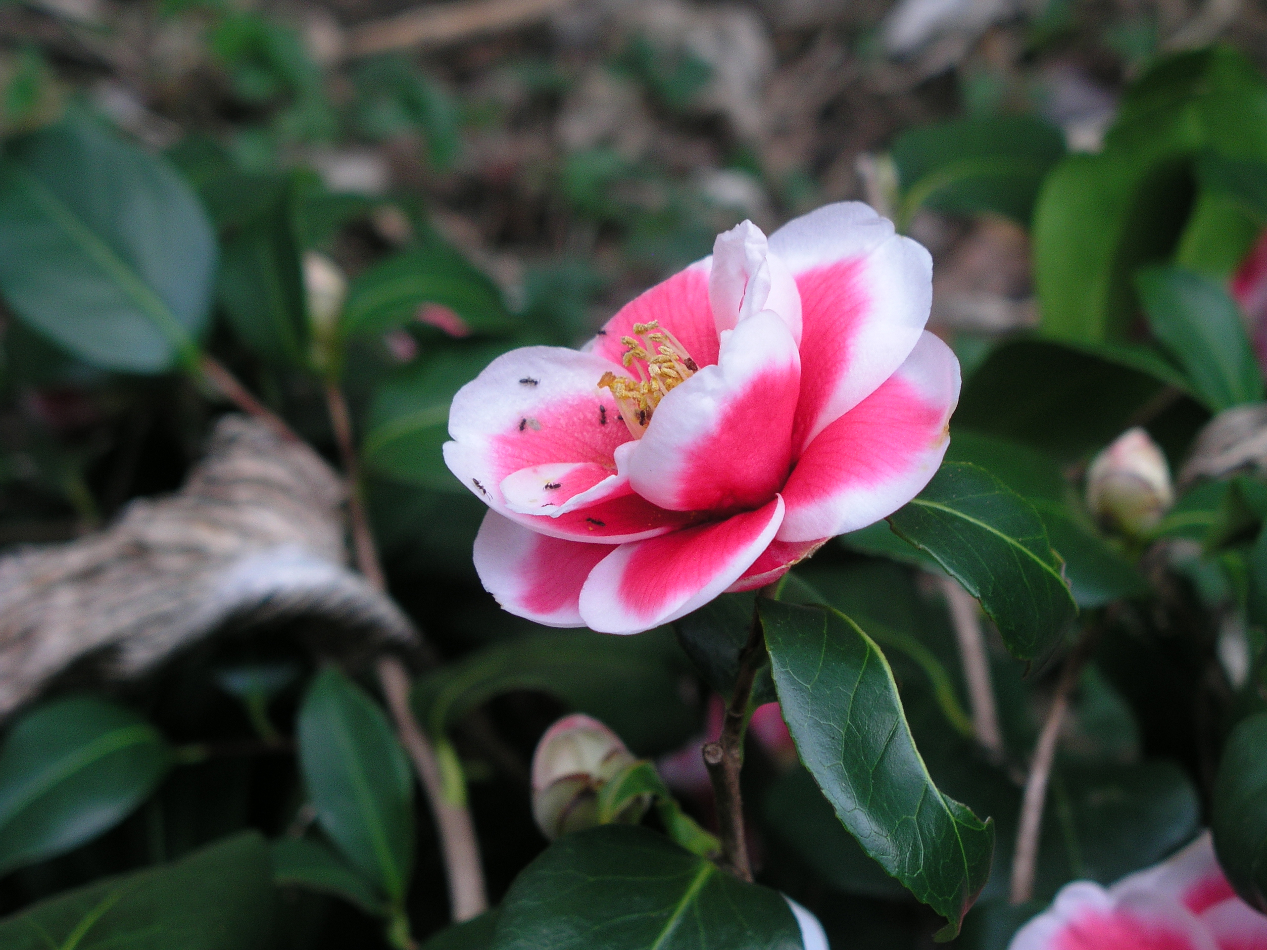 camellia_tama_americana_with_ants_spring_2009.jpg