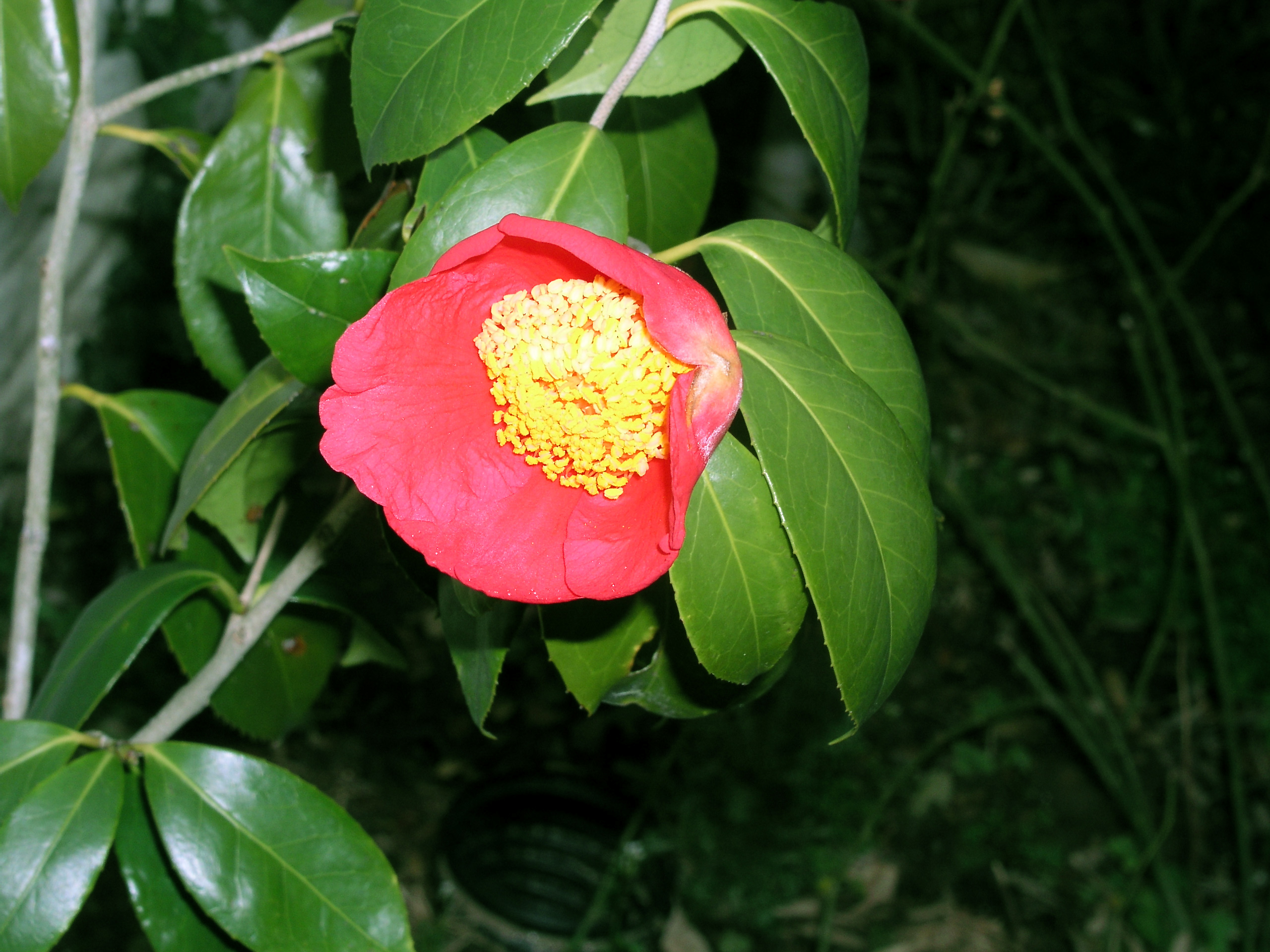 camelliachekiangoleosaspring2005.jpg