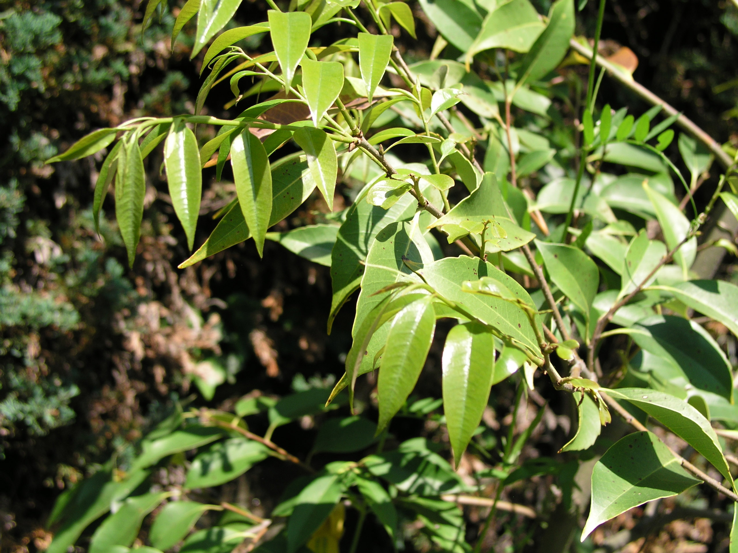 castanopsiscuspidatamay142007.jpg