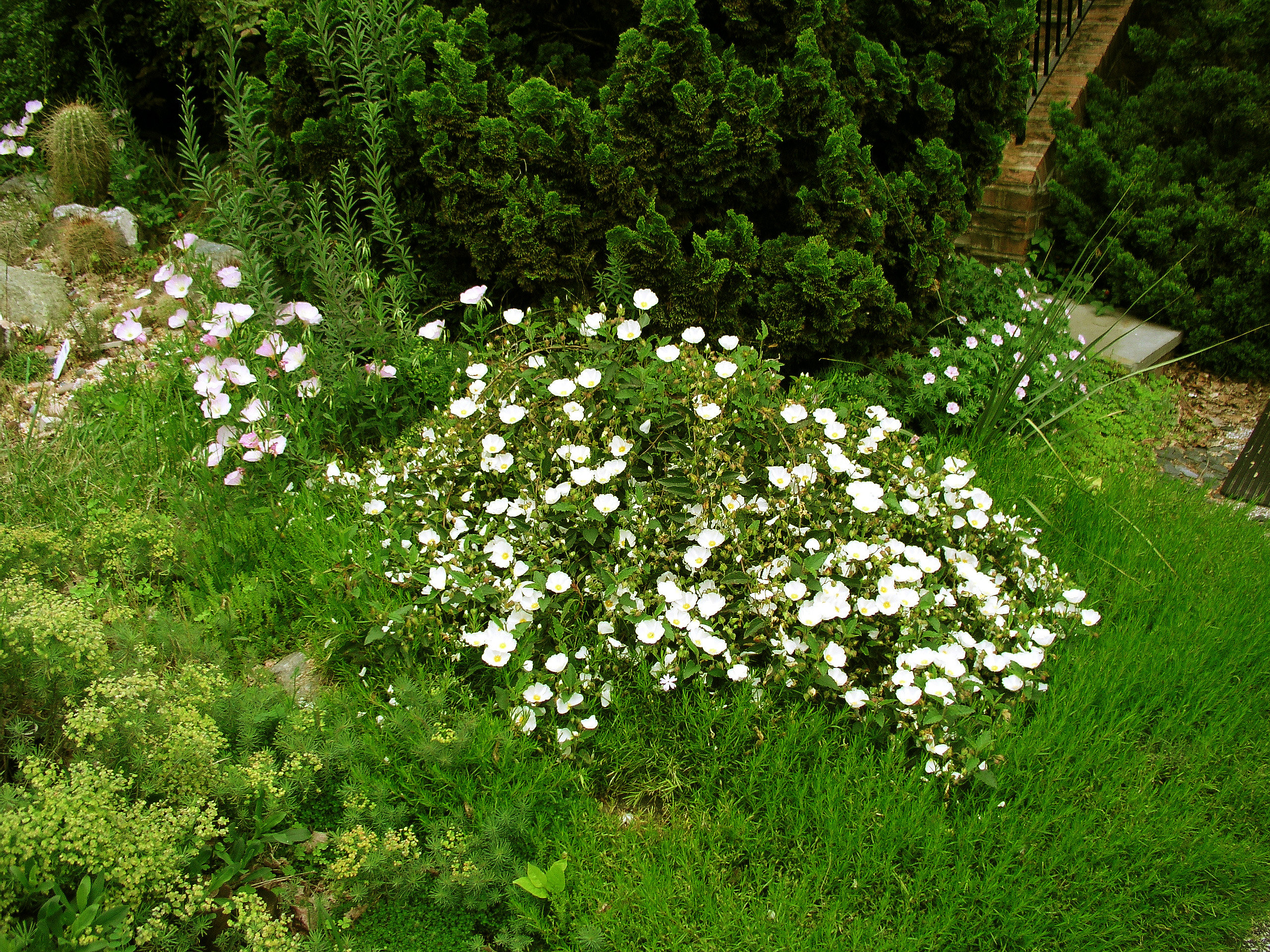 cistus_corbariensis_after_3_winters_early_may_2008.jpg