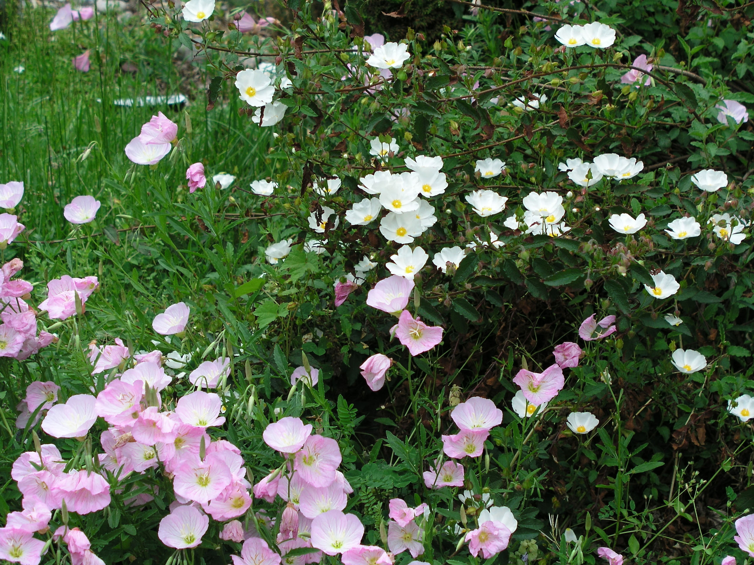cistus_corbariensis_spring_2010.jpg