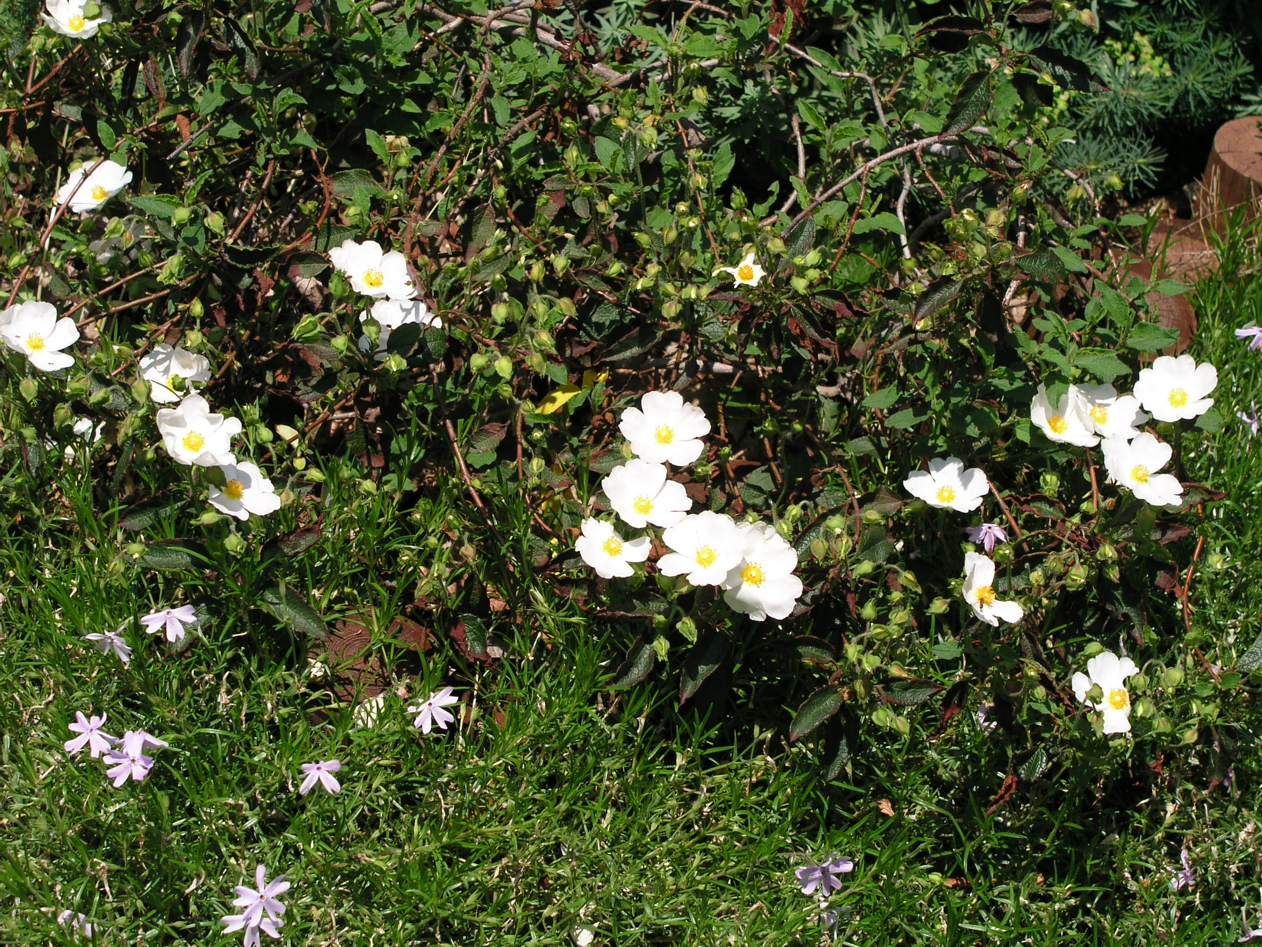 cistuscorbariensismay142007.jpg