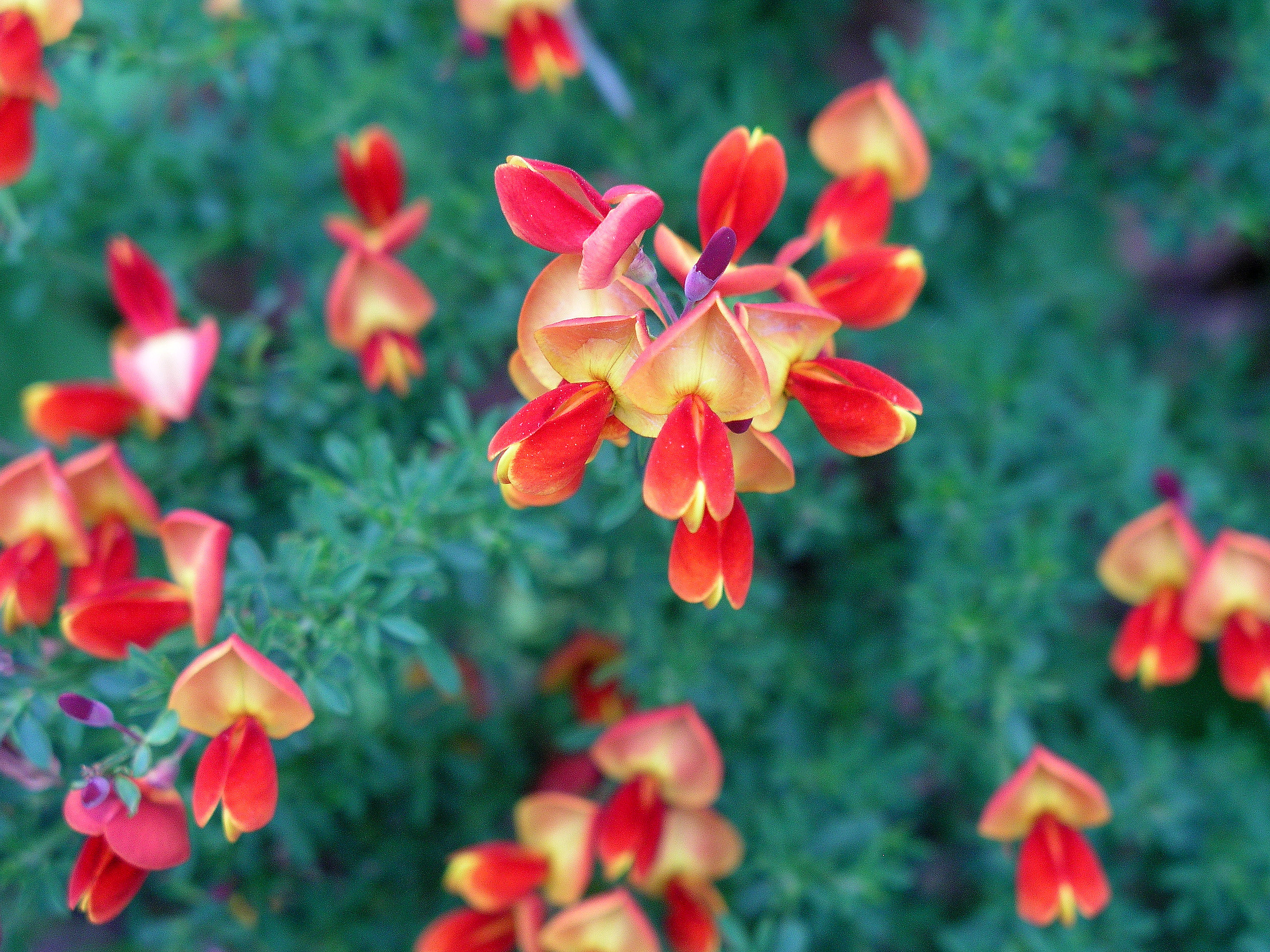 cytisus_firefly_may15_2008.jpg