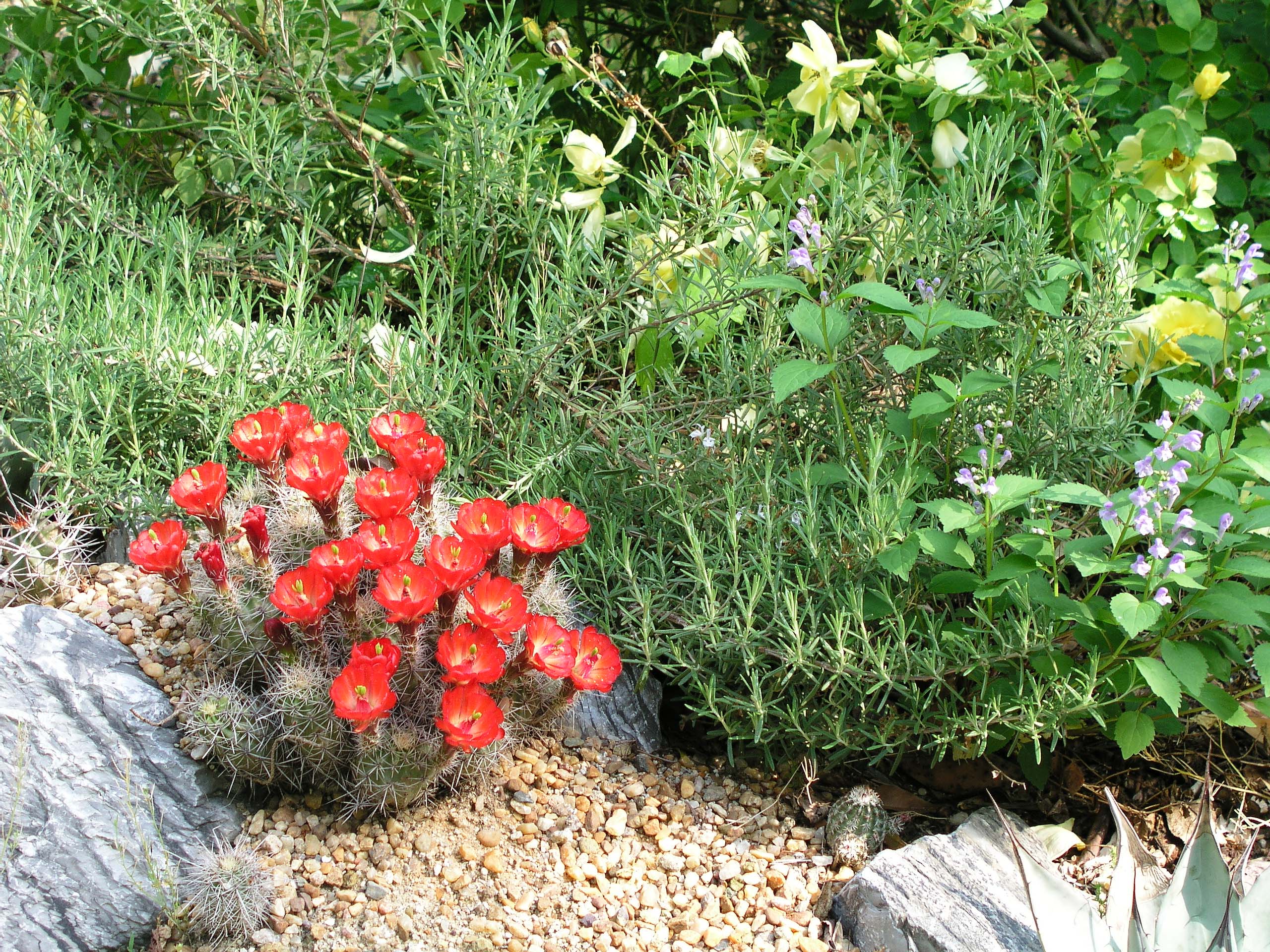 e.coccineusinfullglory_may202007.jpg