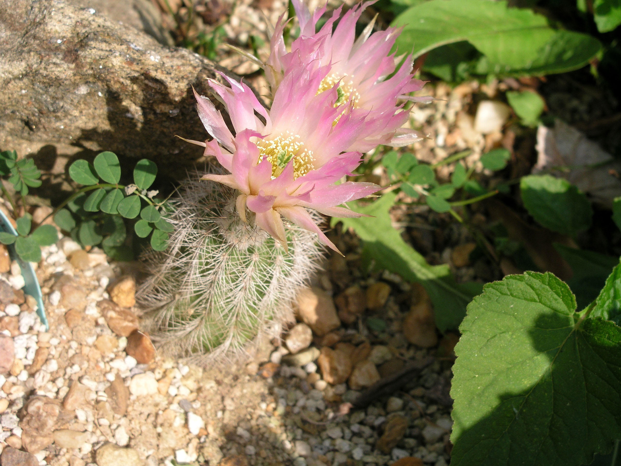 echinocereusaffcaespitosusmay22and232007.jpg
