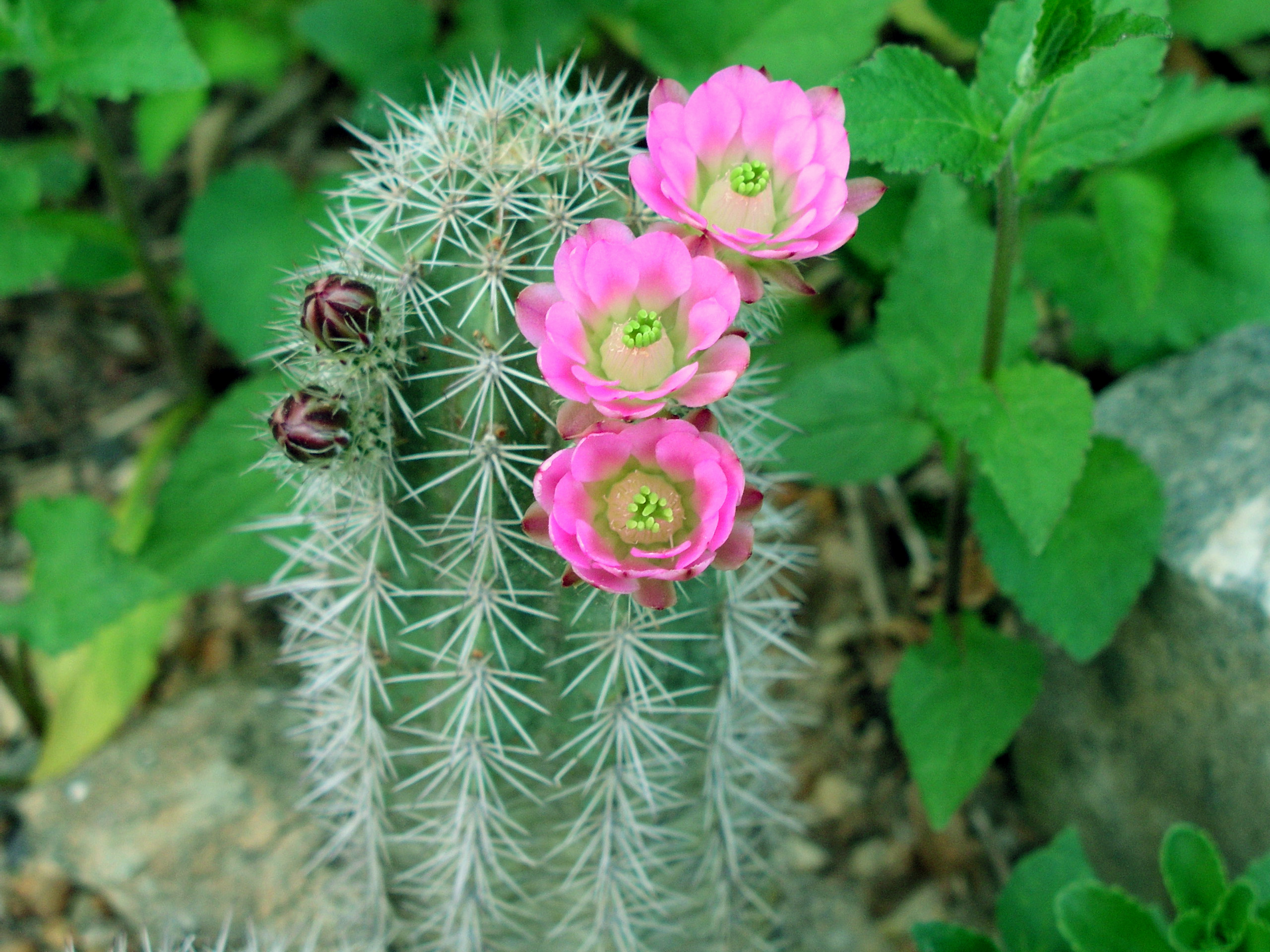 echinocereusafffendleriafterwinter2004-2005.jpg