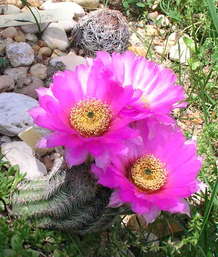 echinocereusbaileyii06-14-03.jpg