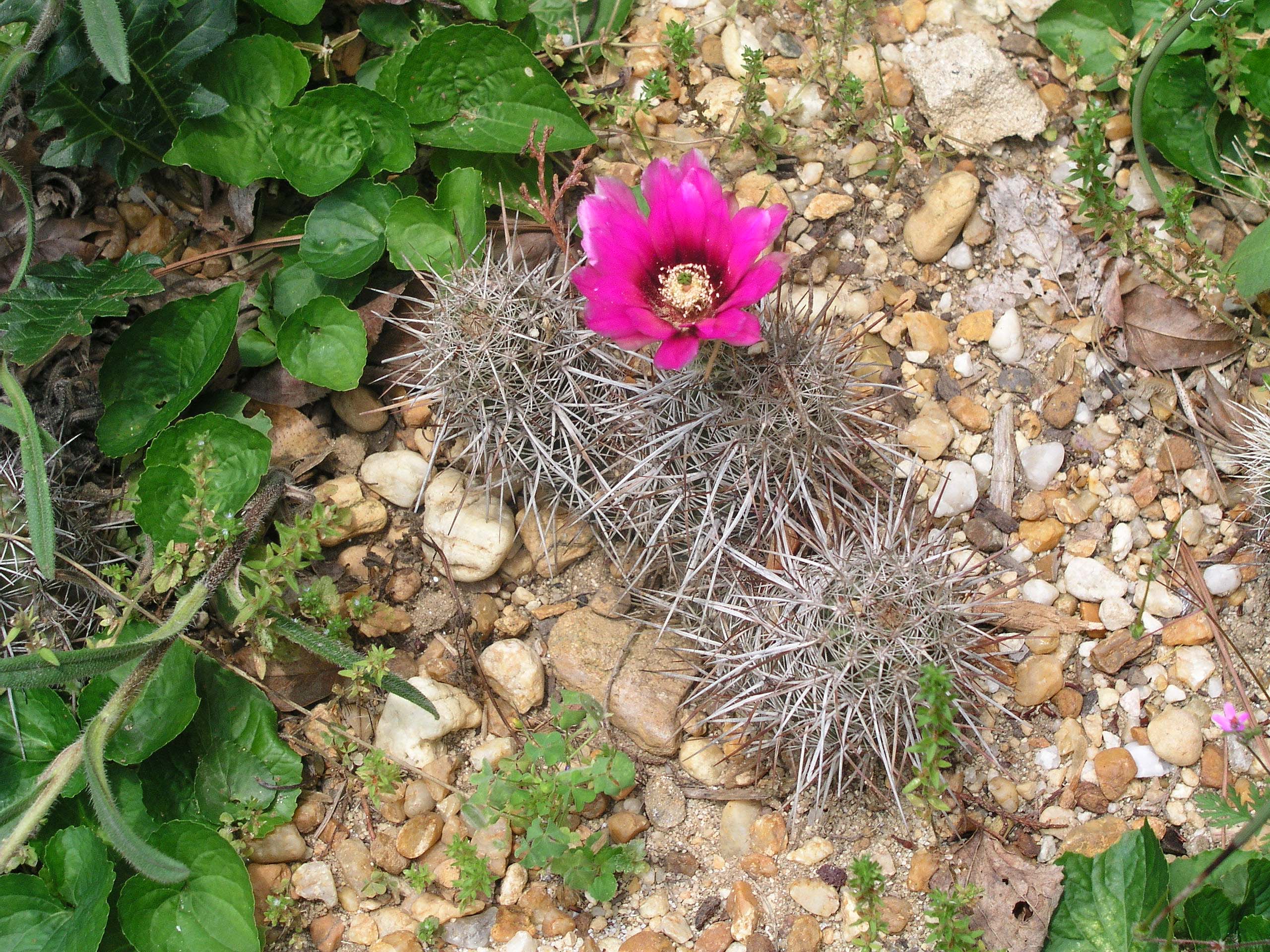 echinocereusfendlerimay23rd2004.jpg