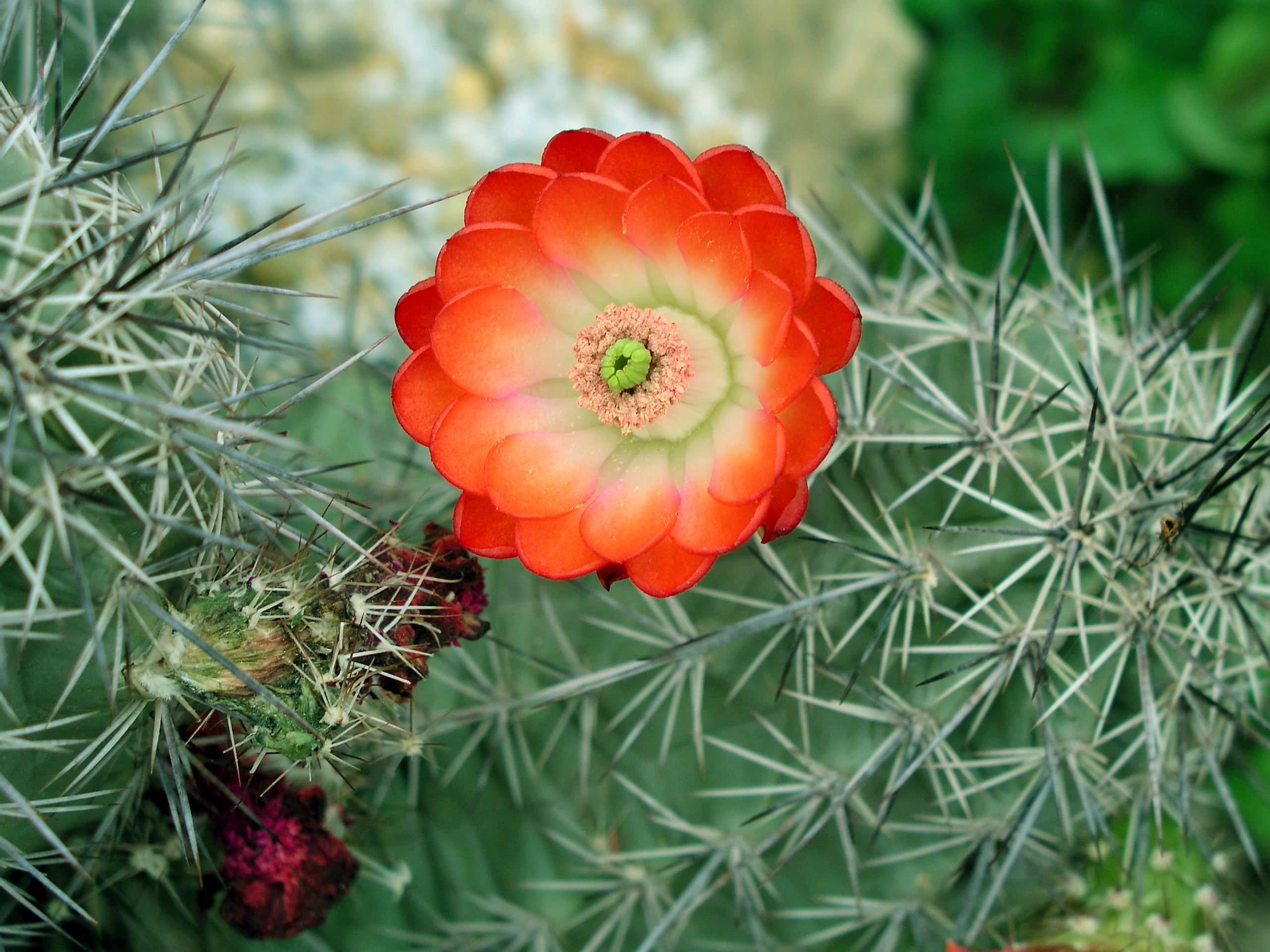 echinocereuspolyacanthusrosei.jpg