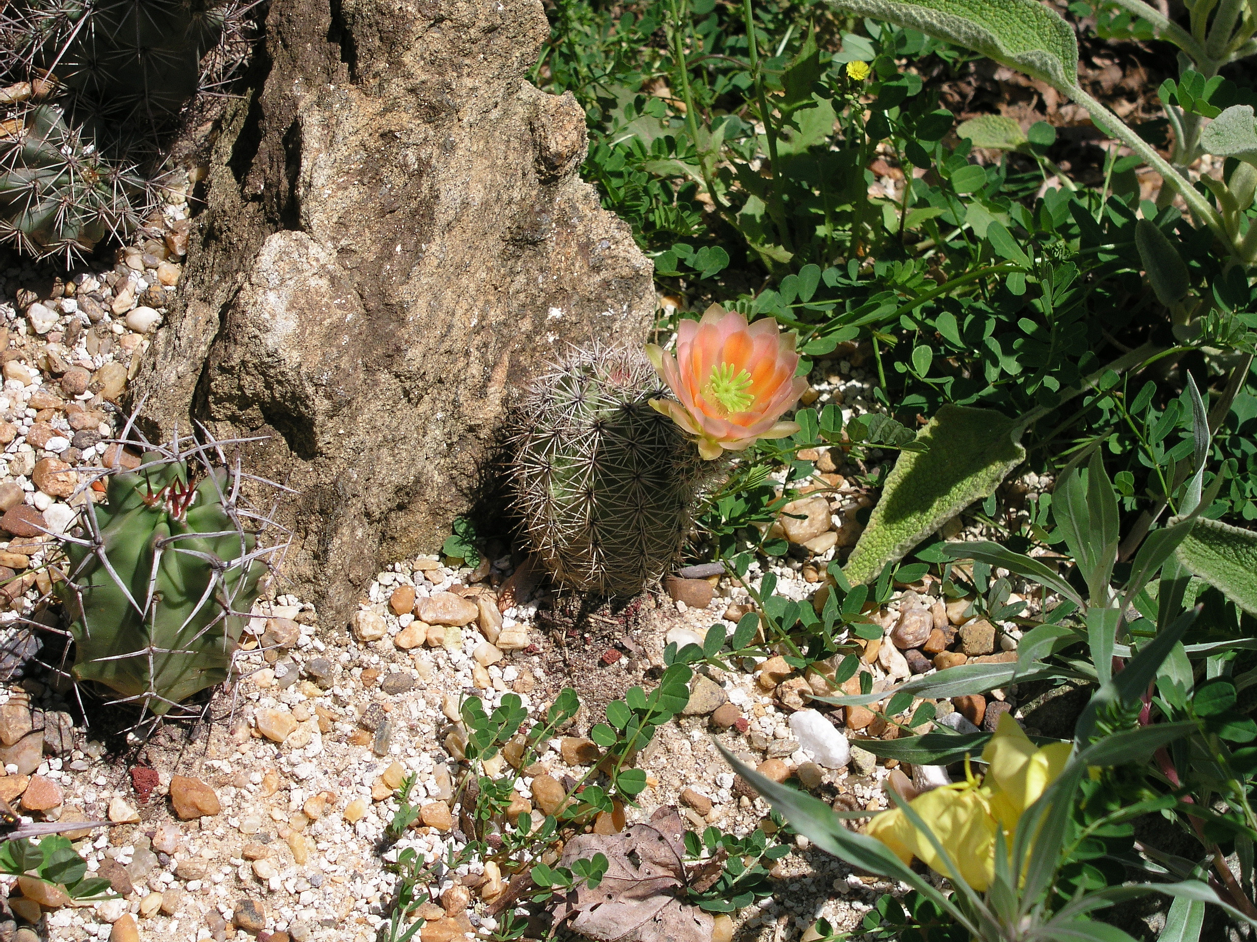 echinocereusroetterimay2006.jpg