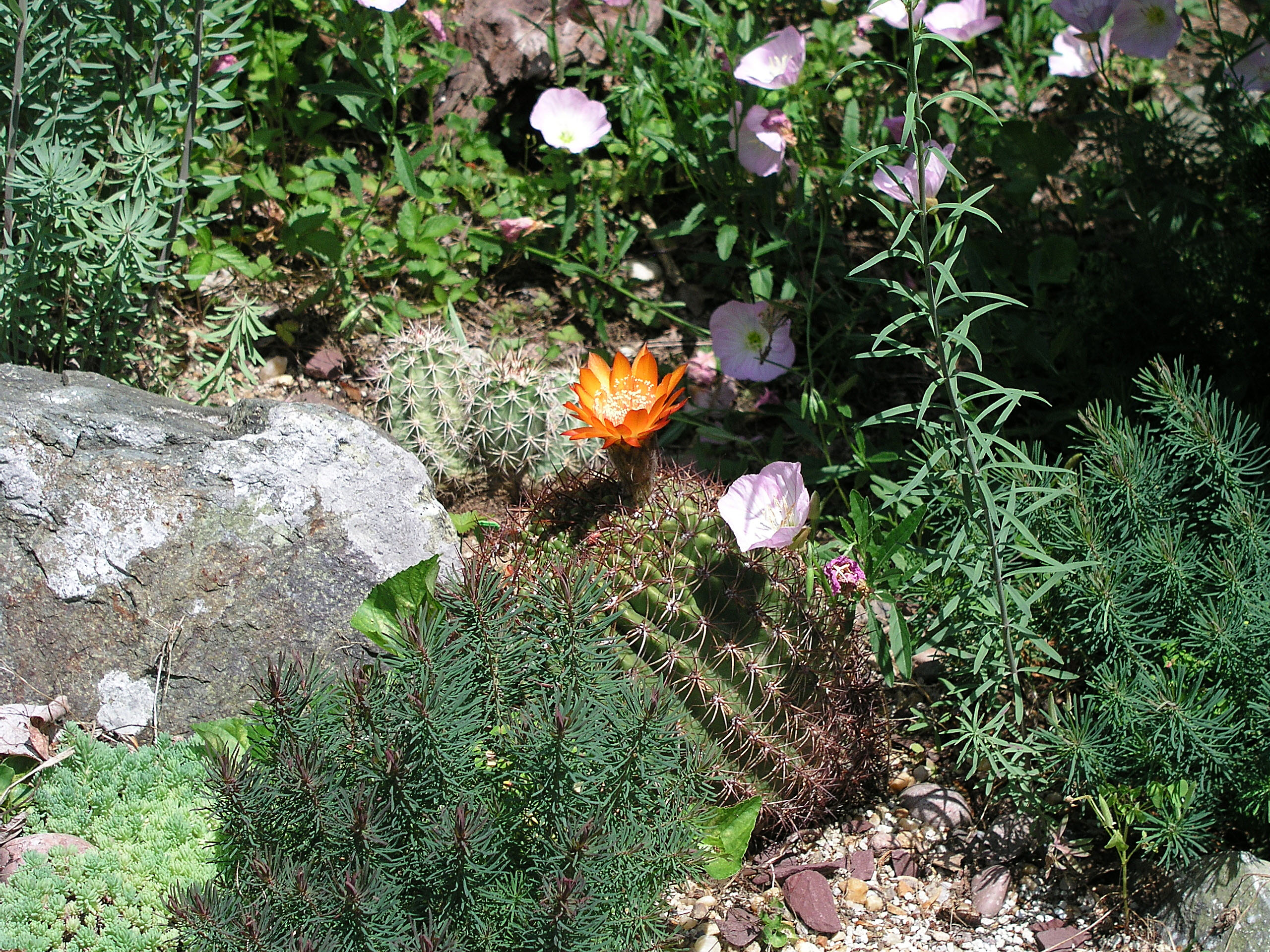 echinopsis_bruchii_orange_e_may_2010.jpg