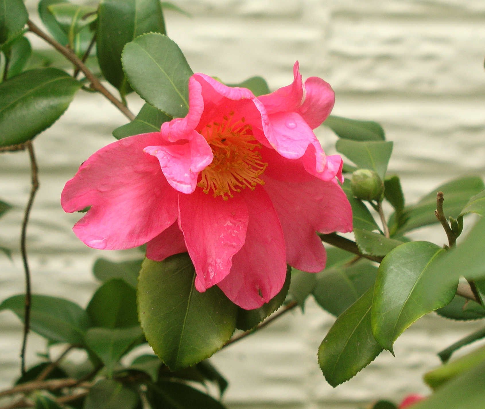 fallcamellia2004c100103b.jpg