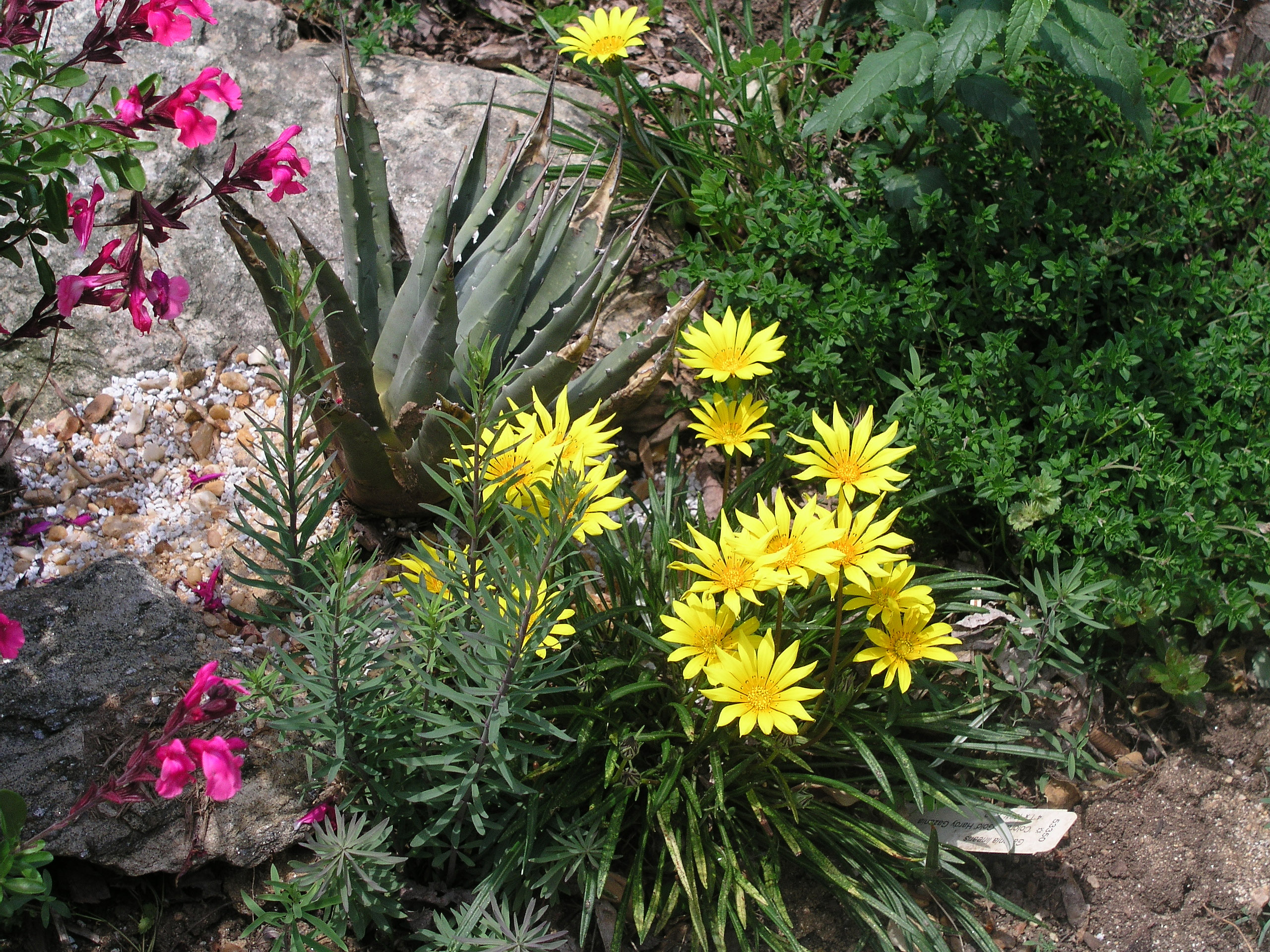 hardygazania5292005.jpg