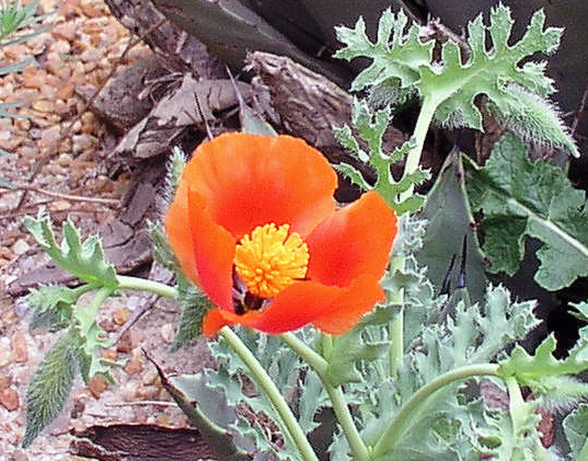 hornedpoppyinbloometalsilverspringmdapril242004.jpg