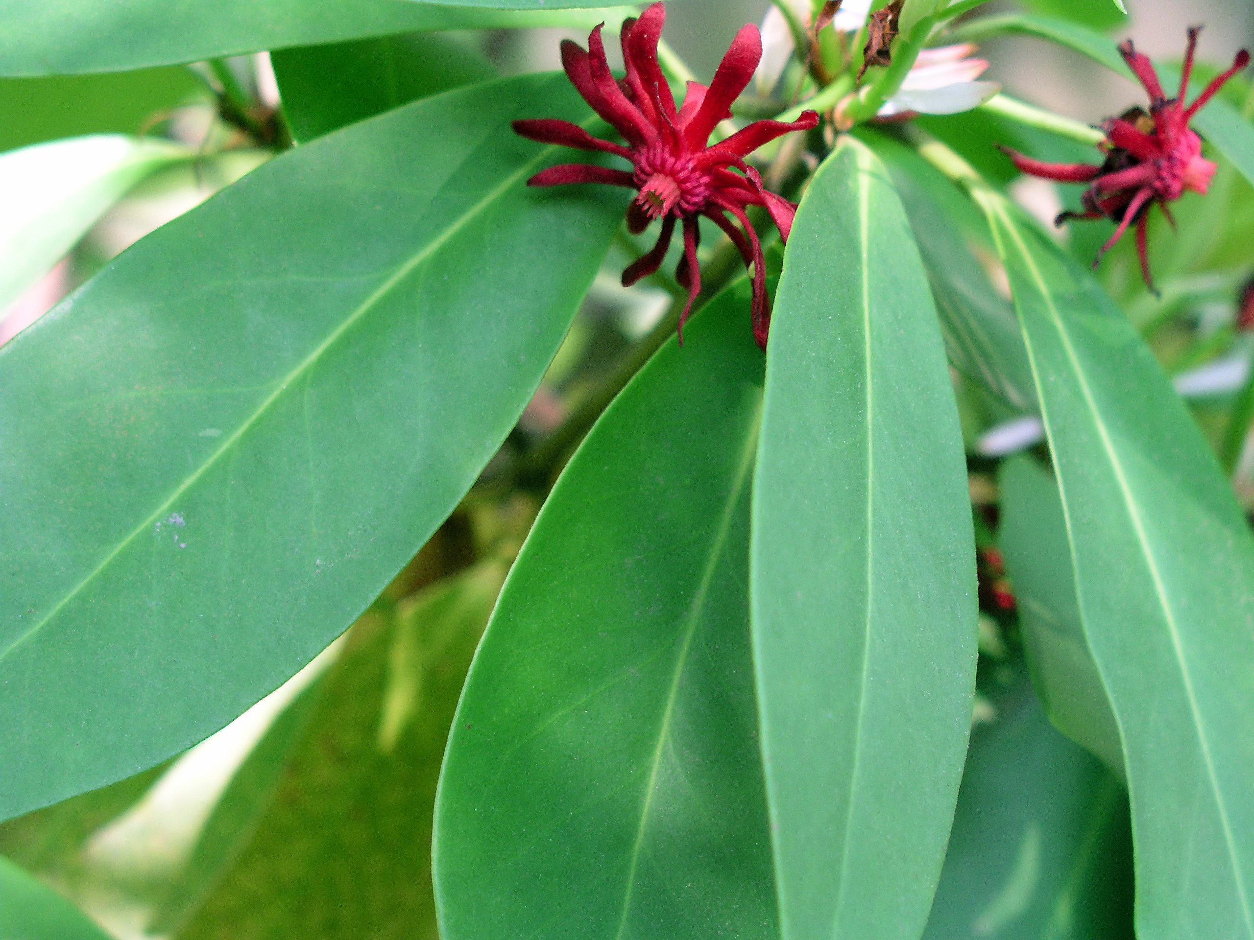 illiciumfloridanummay2005.jpg