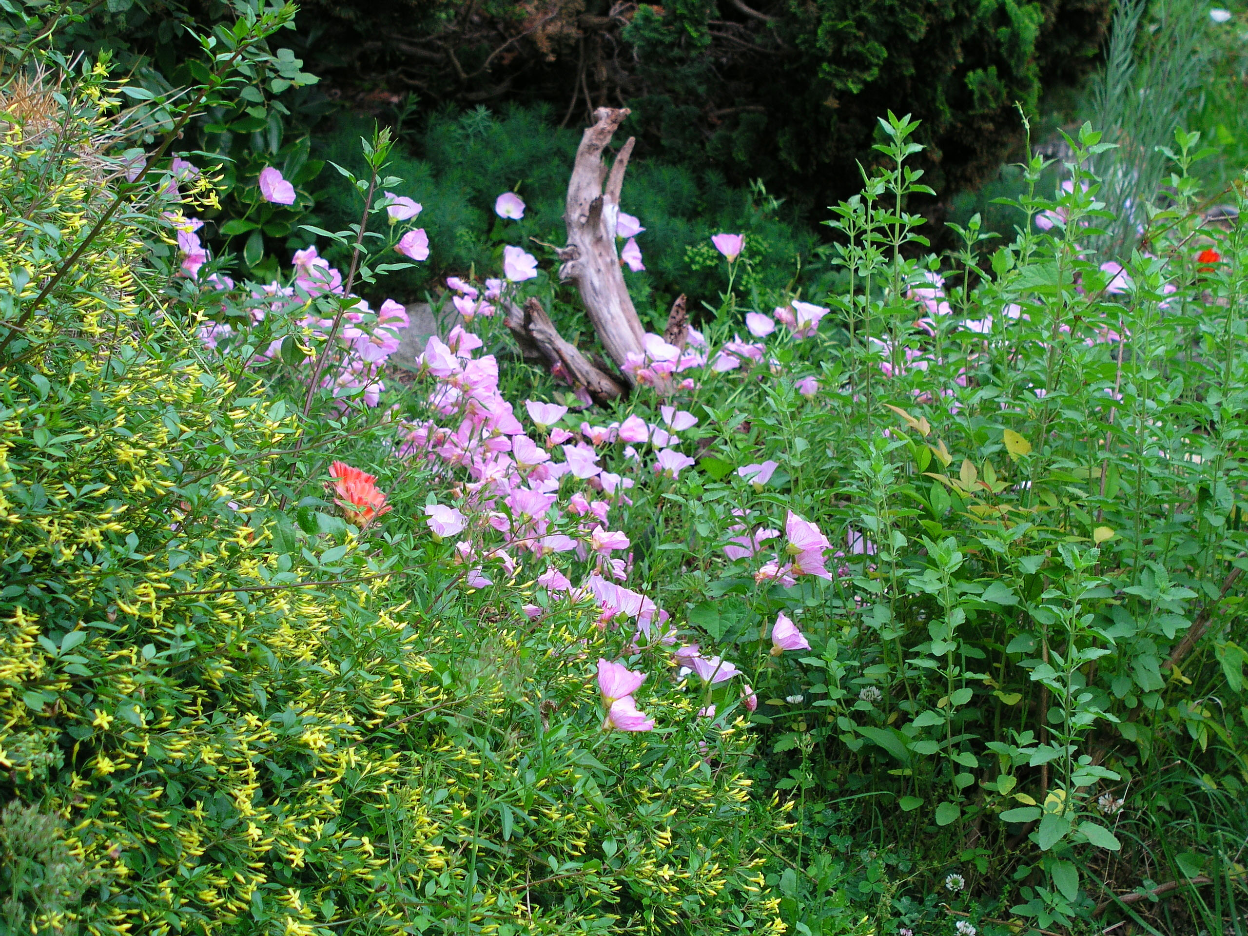 jasminum_floridum_c_may_2010.jpg