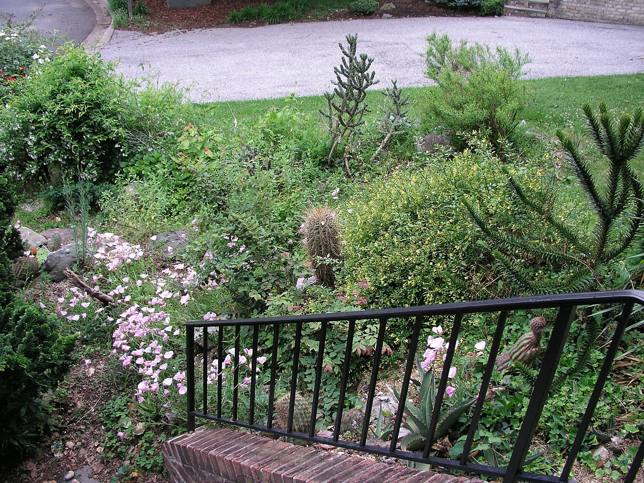 jasminum_floridum_may_2010.jpg