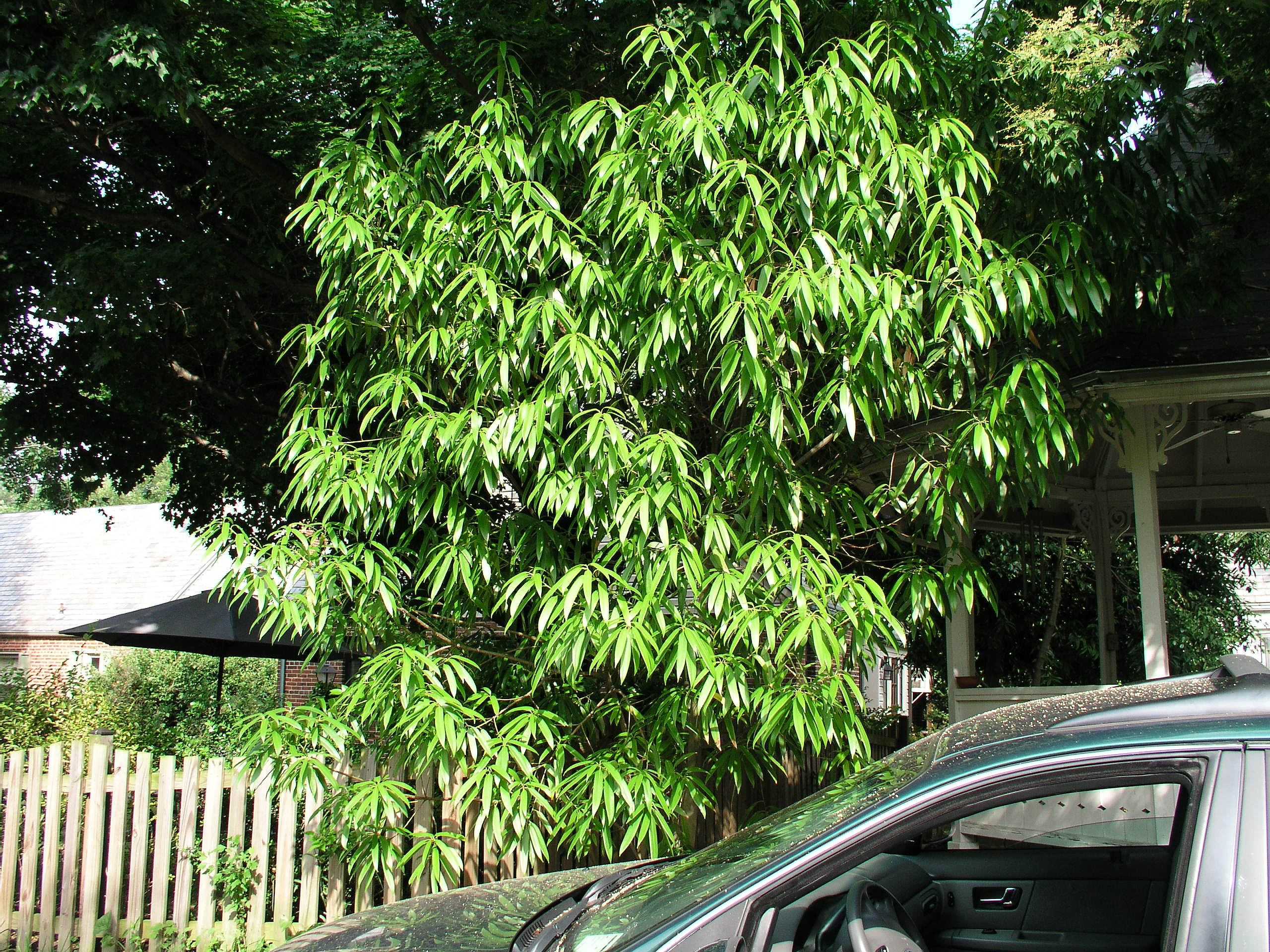 lithocarpushenryi.jpg
