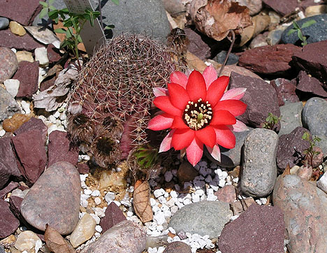 lobiviasaltensisfloweringii.jpg
