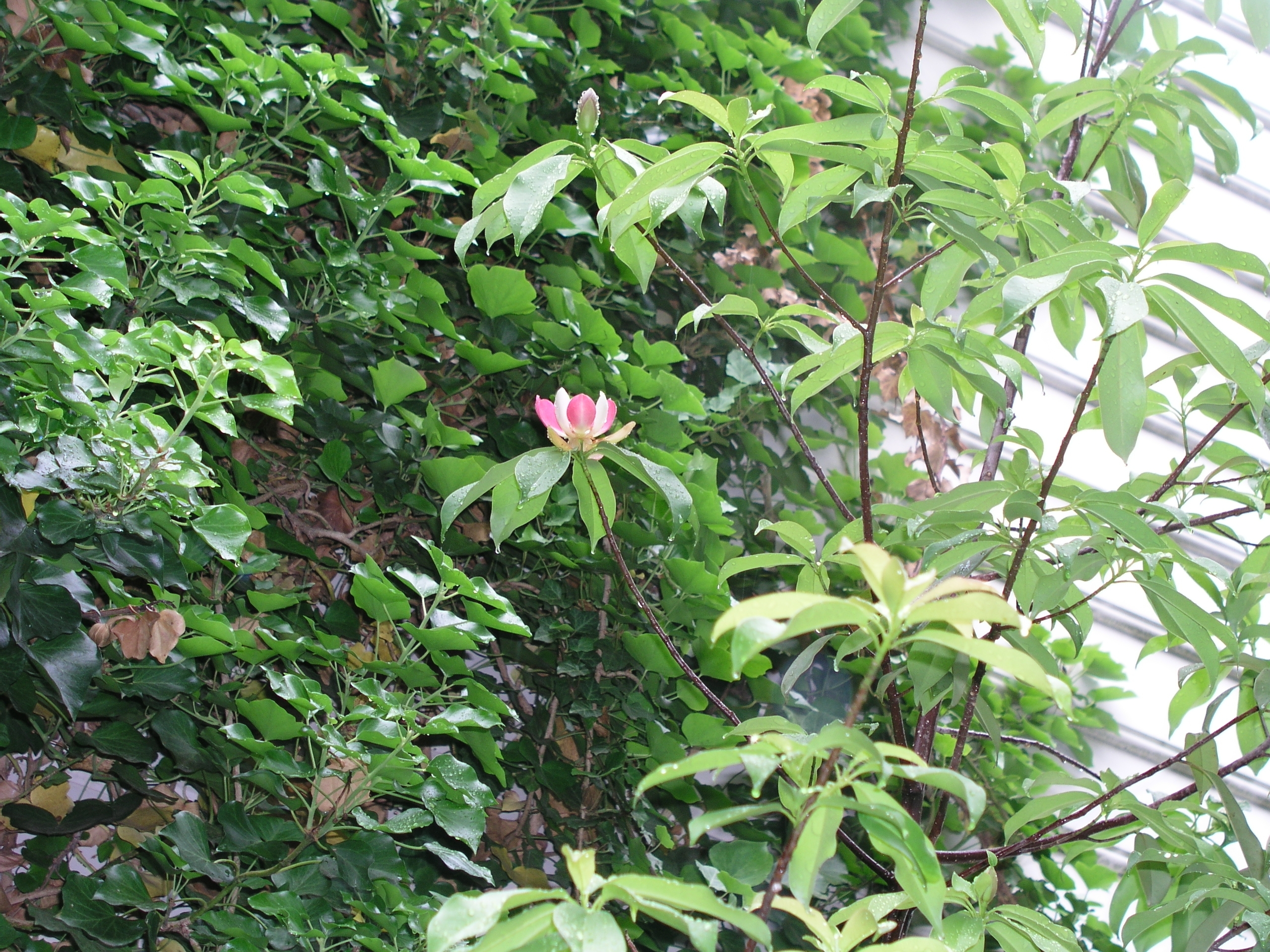 magnolia_insignis_b_spring_2010.jpg