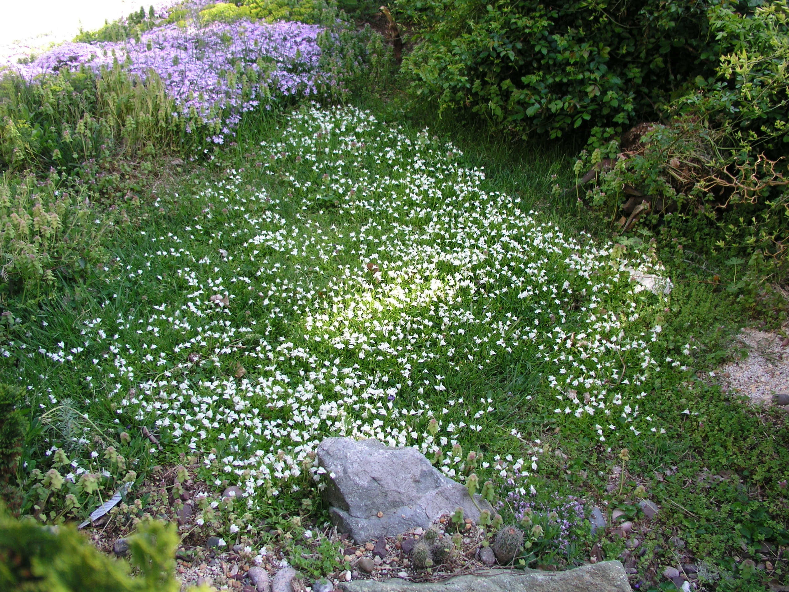mazus_in_the_lawn_spring_2010.jpg