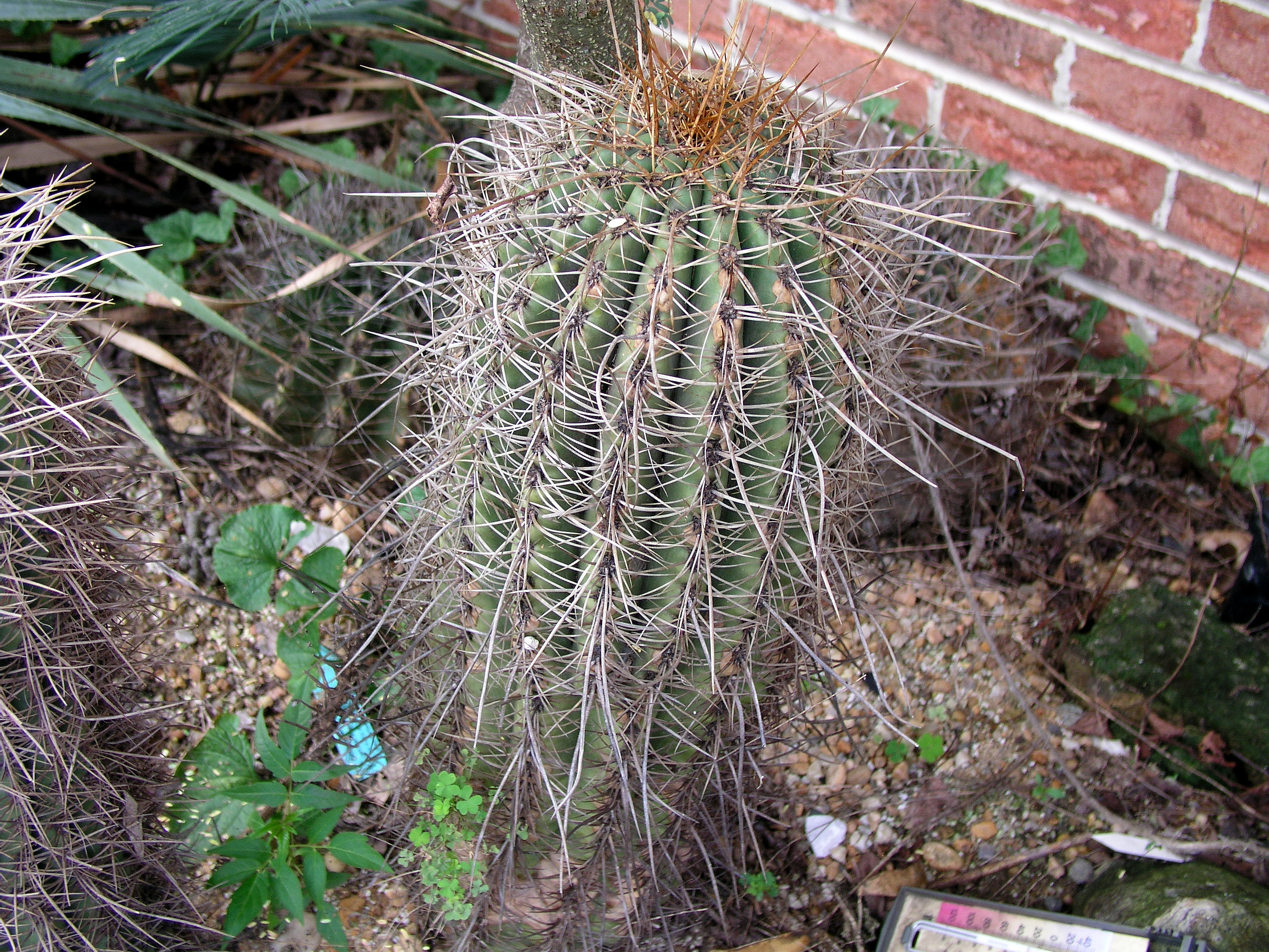 trichocereus_pasacana_aug_29_2007.jpg