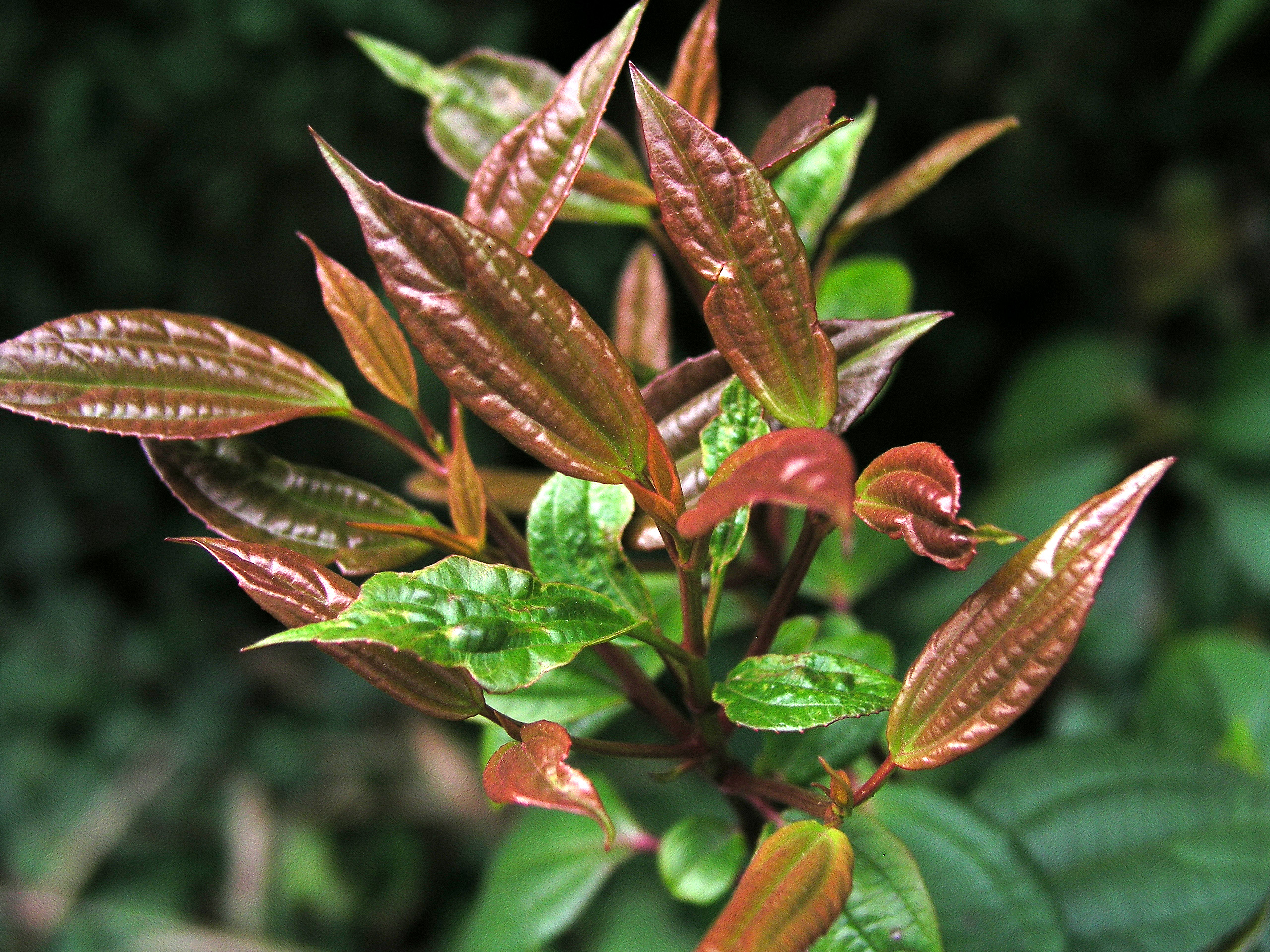 viburnum_cinnamomifolium_april_2008_4th_winter.jpg