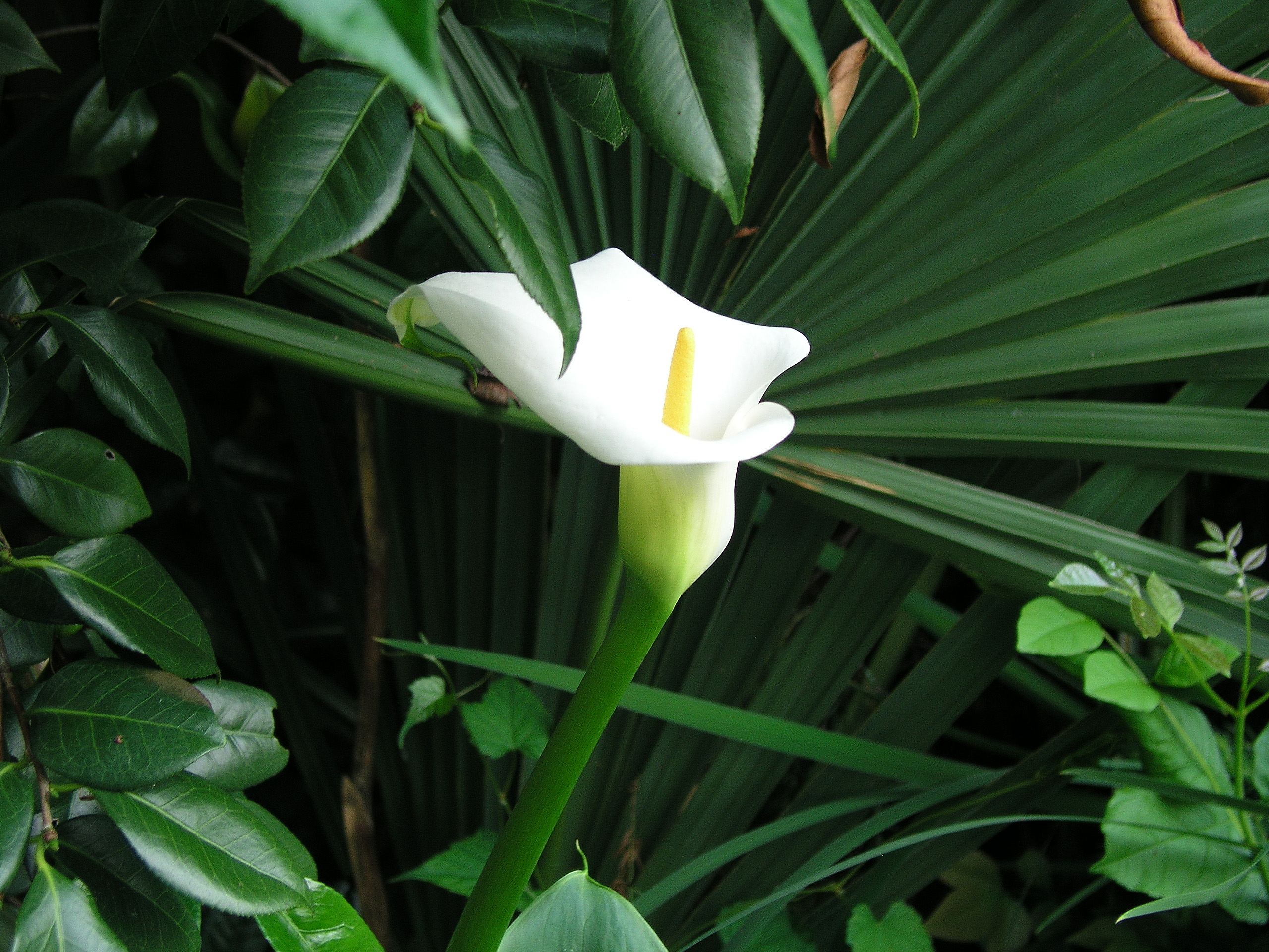 zantedeschia_may-june_2008b.jpg