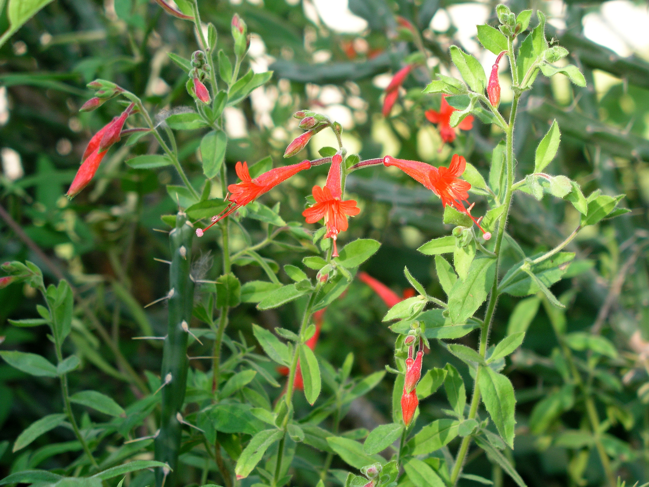 zauschneriaoctoberblooming2005.jpg